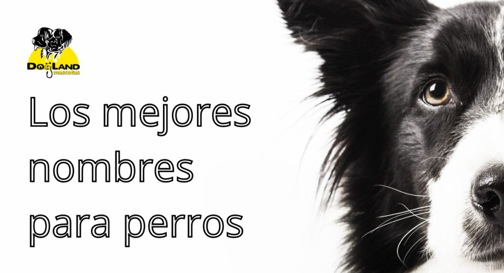 Los mejores nombres para perros