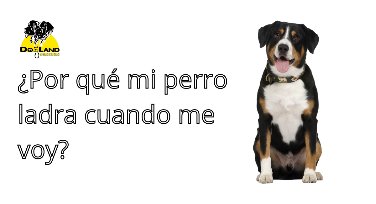Por qué mi perro ladra cuando me voy