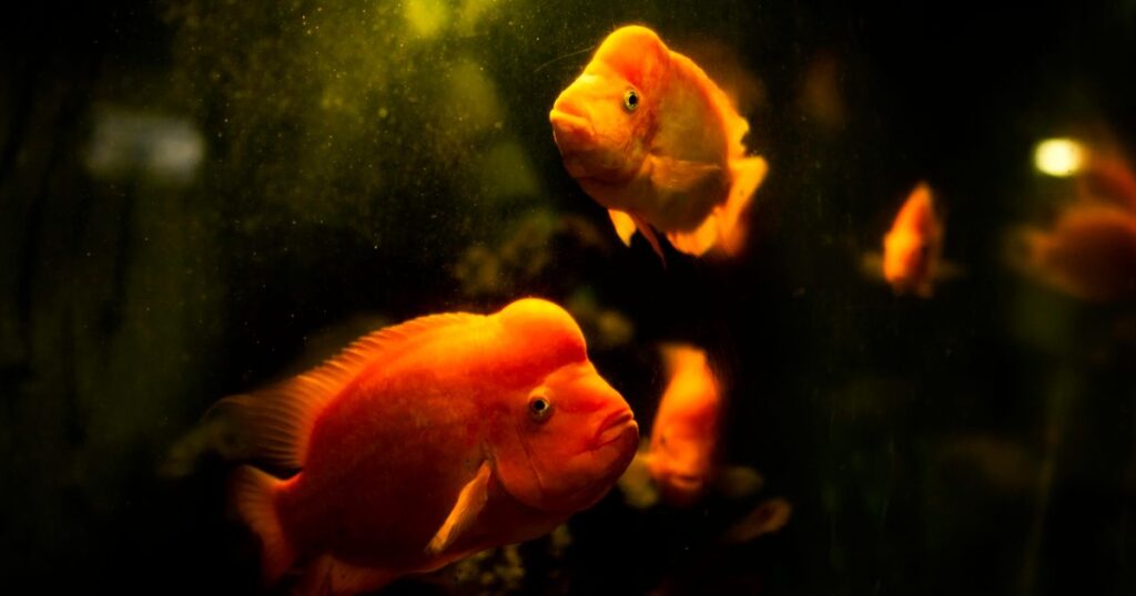 Cómo montar tu primer acuario de agua dulce paso a paso