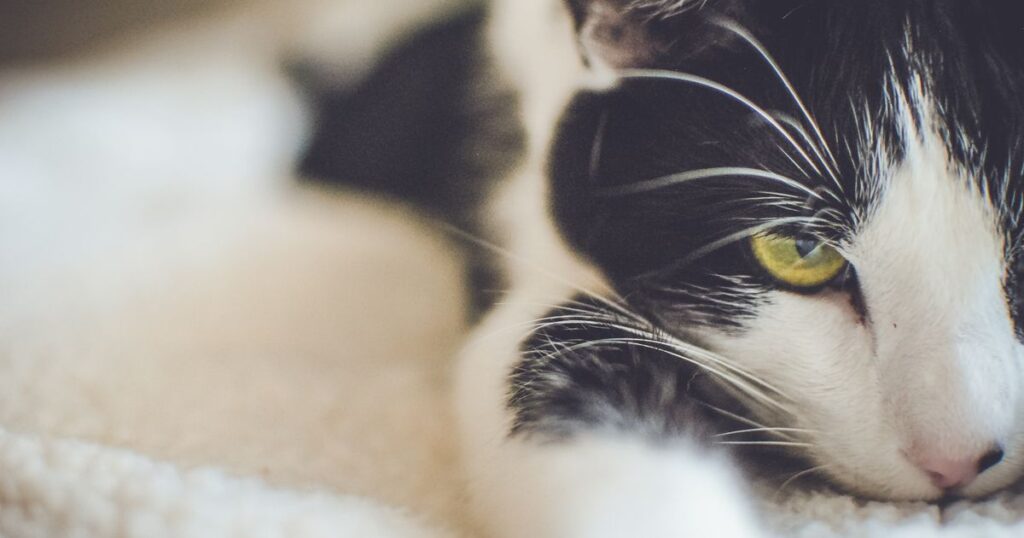 Cuidados esenciales para que tu gato viva feliz en casa