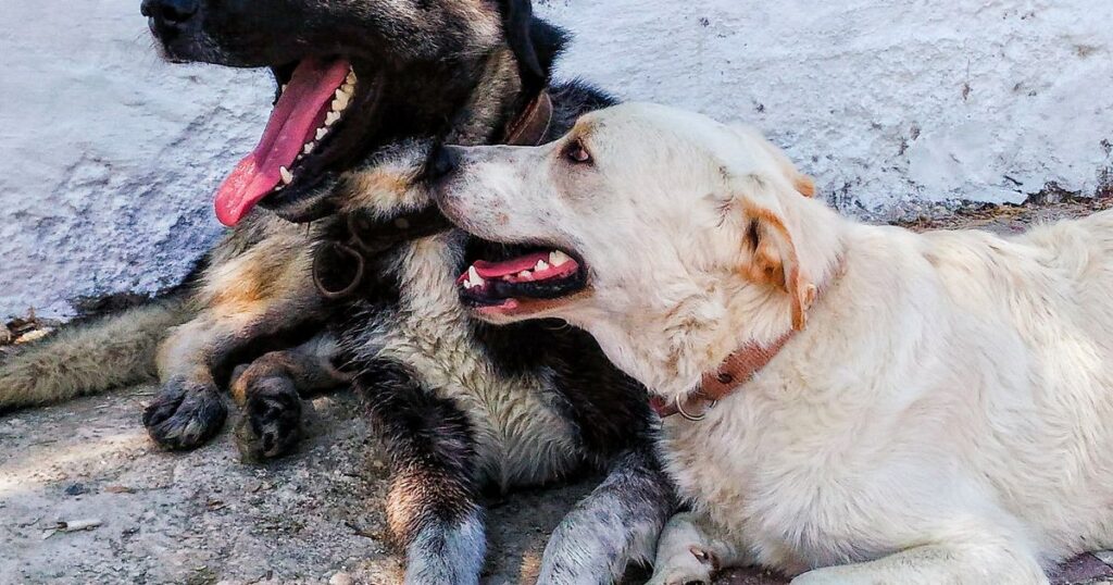 Prepara a tu mascota para el verano: golpe de calor y consejos