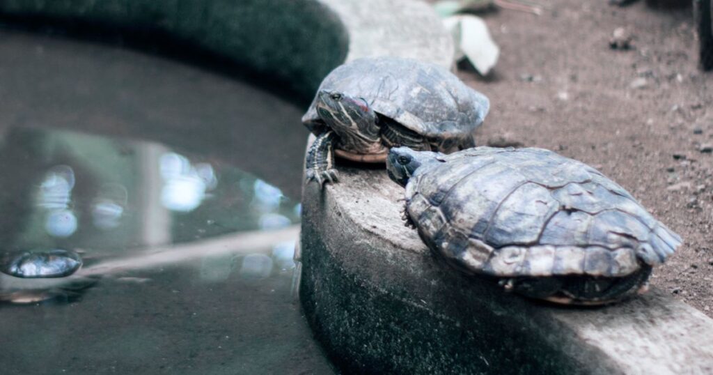 Reptiles para principiantes: cómo montar un terrario seguro