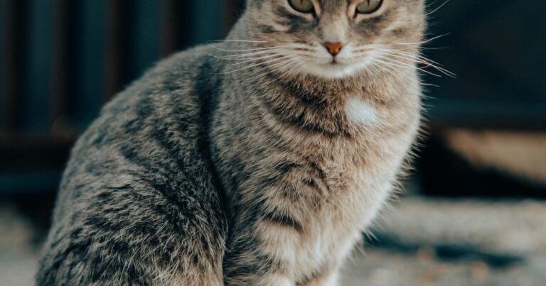 Bolas de pelo en gatos: por qué salen y cómo prevenirlas