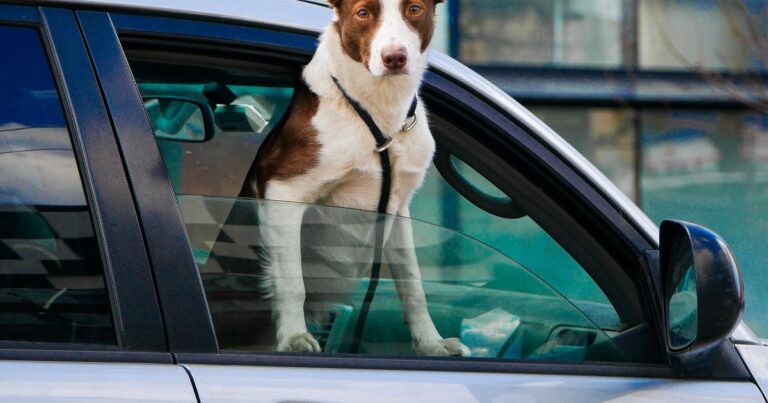 Viajar con tu perro: transportín y consejos para el coche