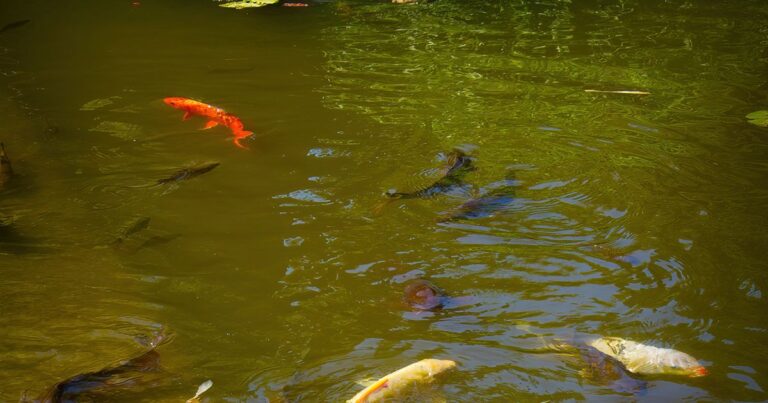 El estanque de jardín: cuidados básicos y peces koi