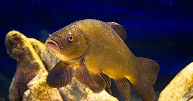 Decoración del acuario: plantas, rocas y un entorno sano para tus peces