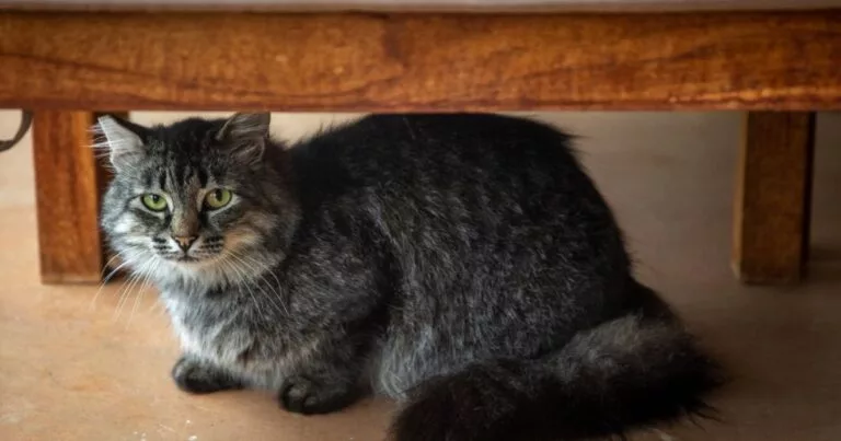 Estrés en gatos: señales y cómo ayudarles