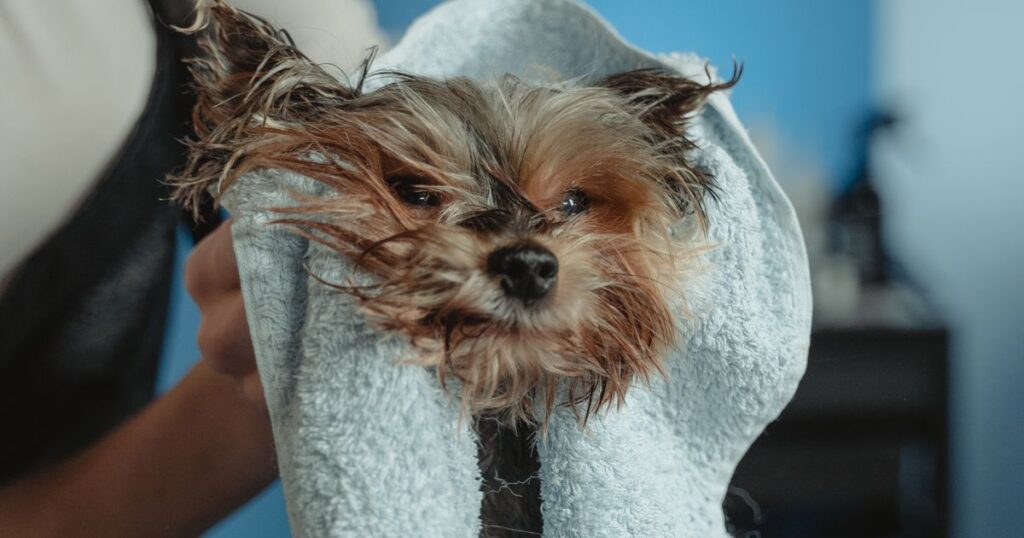 Cómo bañar a tu perro en casa: guía paso a paso