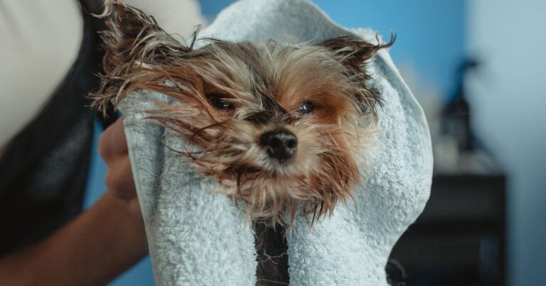 Cómo bañar a tu perro en casa: guía paso a paso