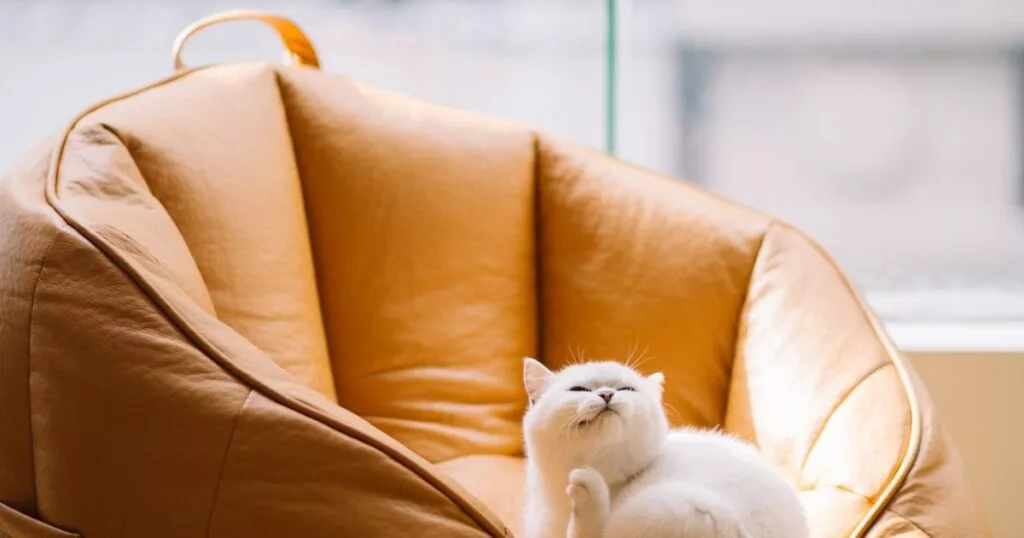Sobrepeso en perros y gatos: cómo prevenir la obesidad