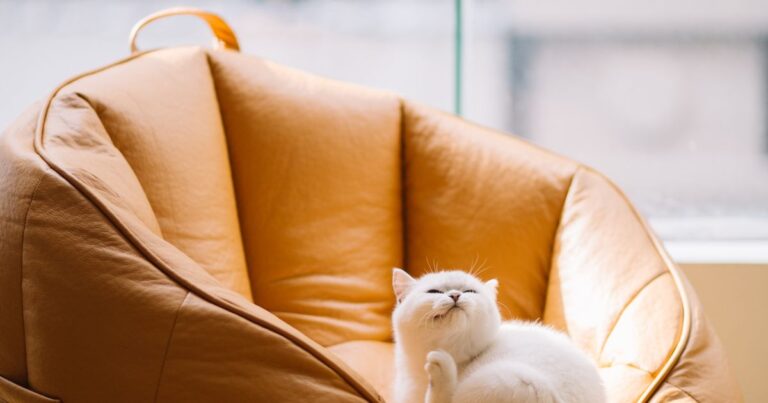 Sobrepeso en perros y gatos: cómo prevenir la obesidad