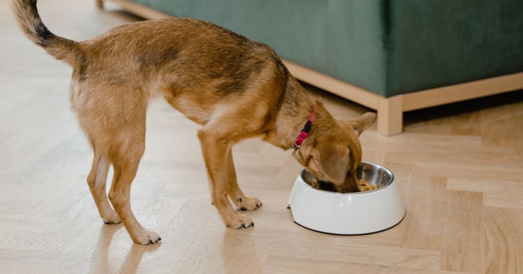 Comida húmeda para perros: cuándo dar latas y sobres (y cómo combinarla)
