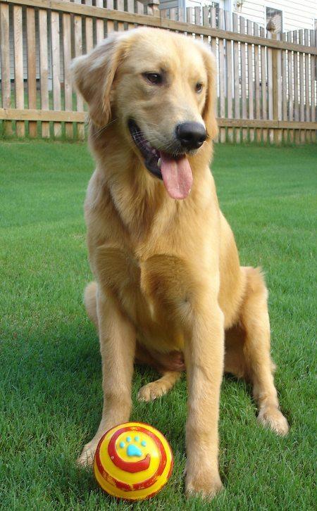 Estrenamos enciclopedia de razas de perro: encuentra la tuya