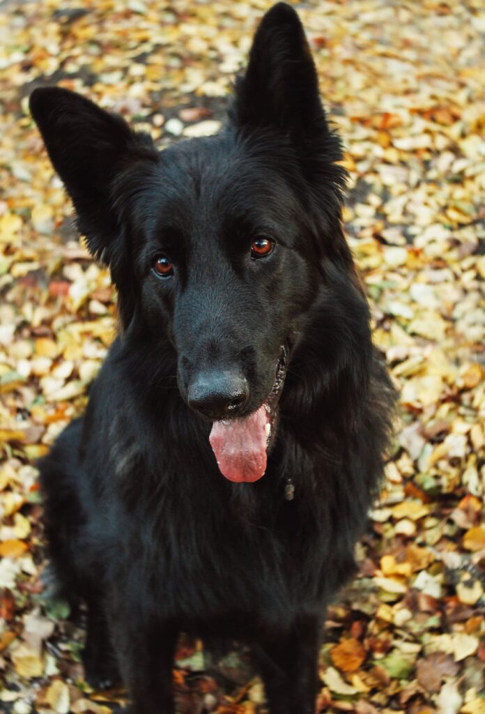 La muda de otoño en perros y gatos: cómo cuidar su pelaje