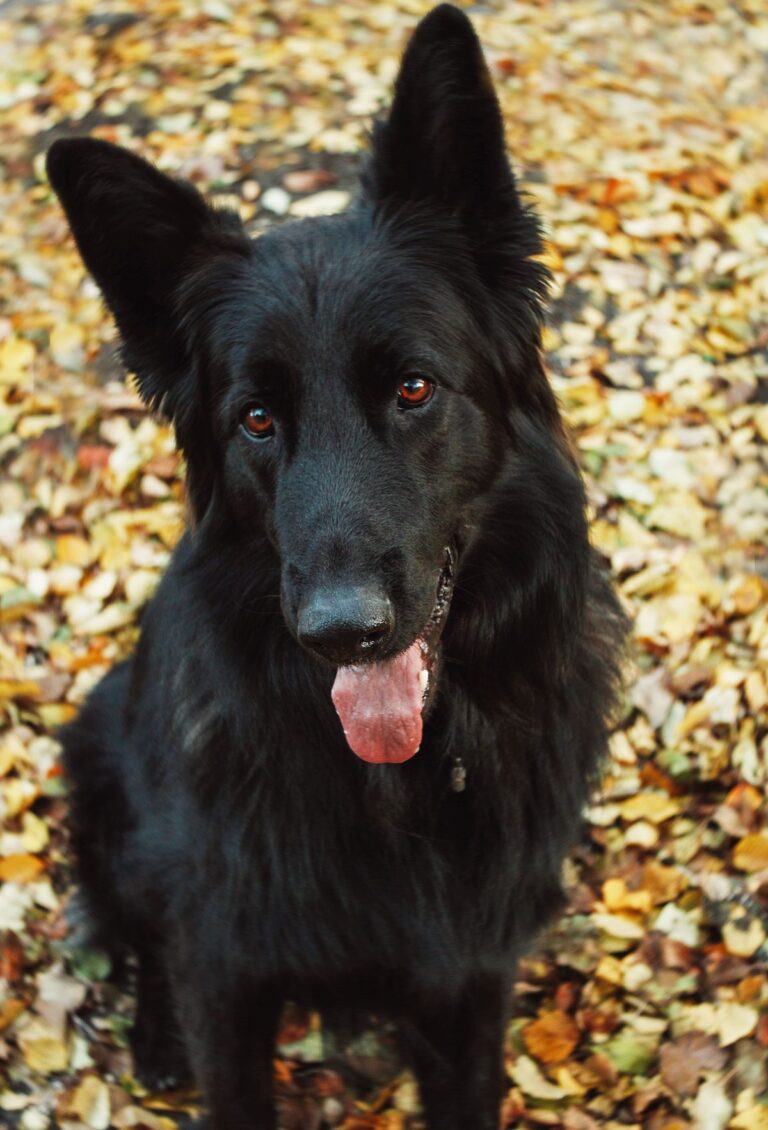 La muda de otoño en perros y gatos: cómo cuidar su pelaje