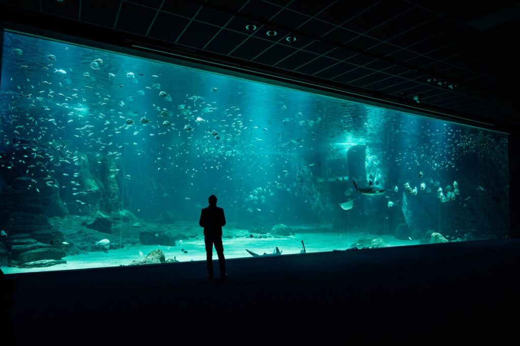 Monta tu primer acuario: guía para principiantes