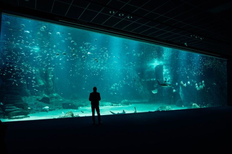 Monta tu primer acuario: guía para principiantes