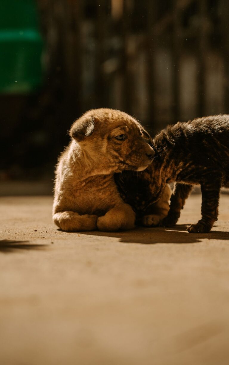 Cómo presentar un nuevo cachorro o gatito a la familia