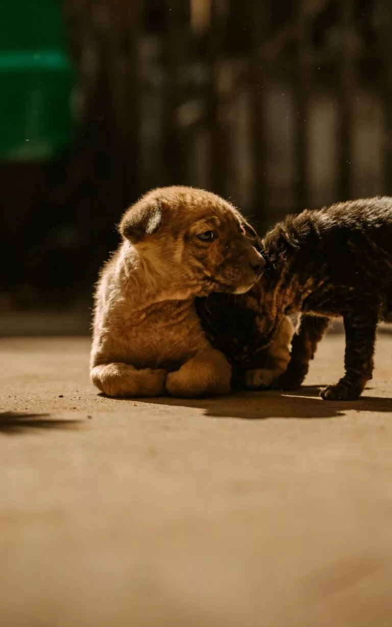 Cómo presentar un nuevo cachorro o gatito a la familia