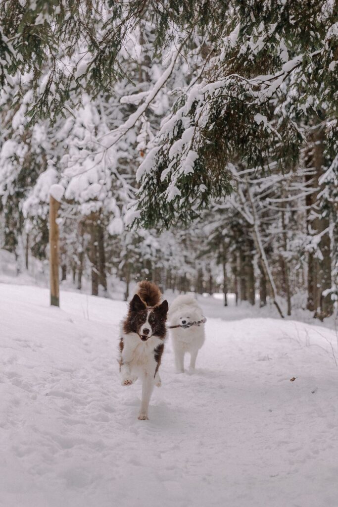 Preparar a tu perro y gato para el frío del invierno