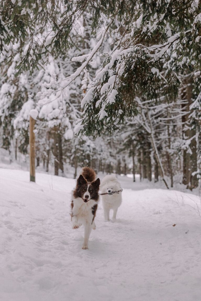 Preparar a tu perro y gato para el frío del invierno