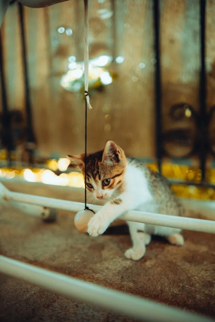 Gatos de interior: ideas para que no se aburra (ni engorde)