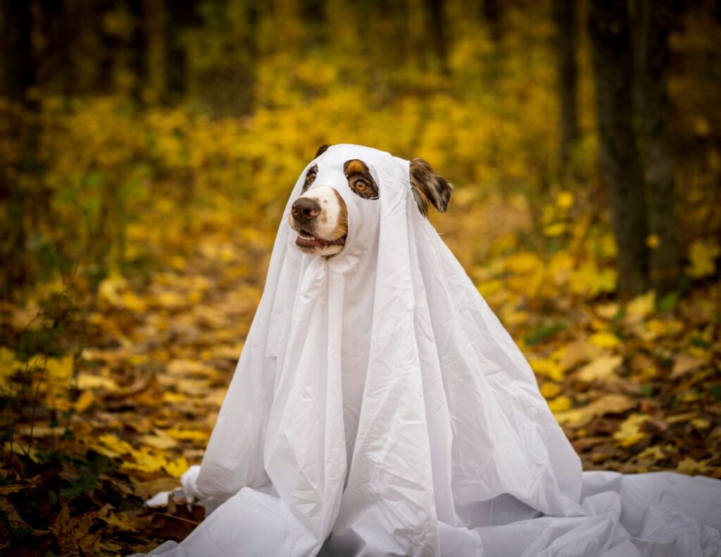 Halloween con perros y gatos: 6 precauciones para que no pase un susto