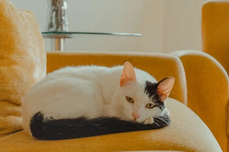 Alimentación del gato senior: claves a partir de los 7 años