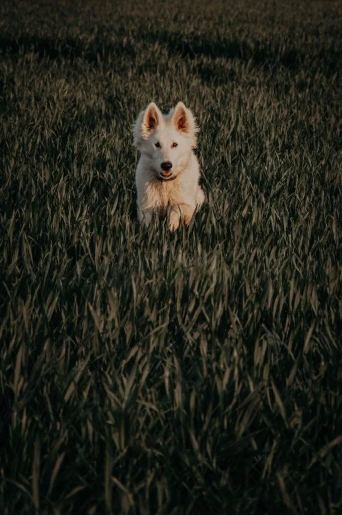 ¿Cuánto ejercicio necesita tu perro según su raza y edad?