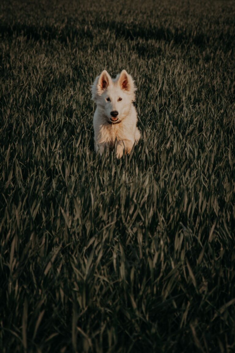 ¿Cuánto ejercicio necesita tu perro según su raza y edad?