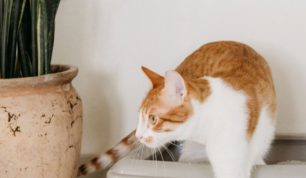 Mi gato no usa el arenero: por qué pasa y cómo solucionarlo