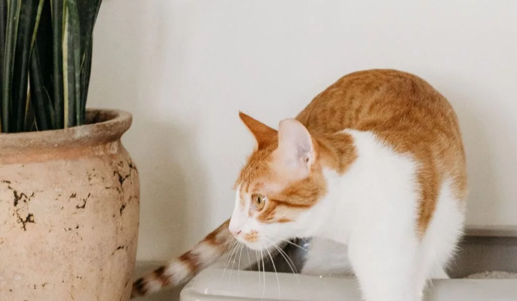 Mi gato no usa el arenero: por qué pasa y cómo solucionarlo