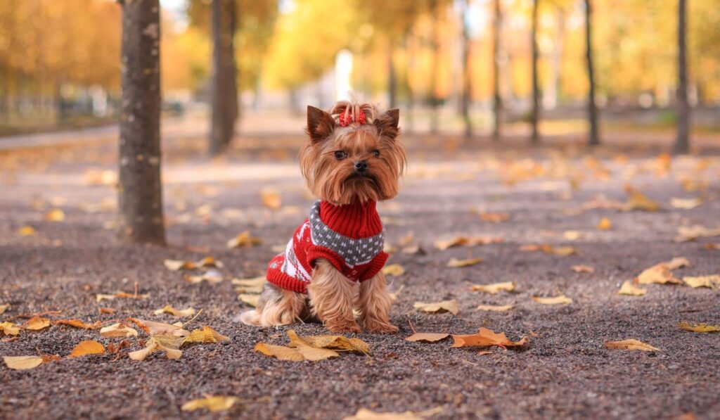Cuidados de tu perro y gato en otoño: frío, pelo y rutina