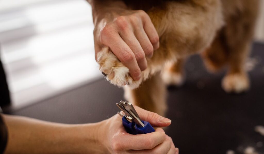 Cómo cortar las uñas a tu perro sin hacerle daño