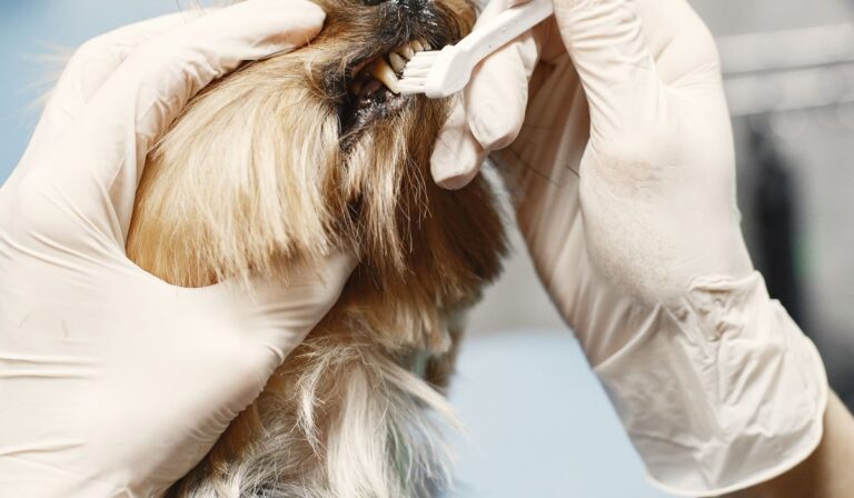 Salud dental del perro: cómo cuidar sus dientes y evitar el sarro